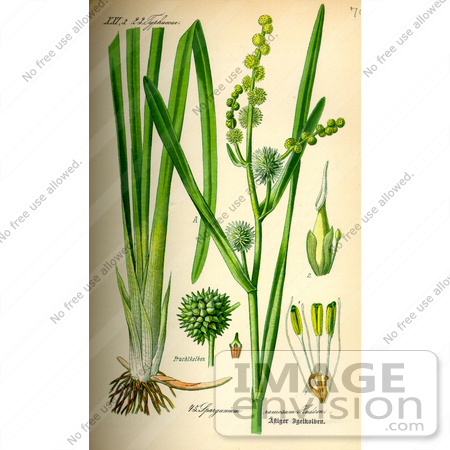 #13710 Picture of Bur-reeds (Sparganium erectum) by JVPD