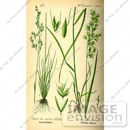 #13711 Picture of Hair Grasses (Aira flavescens) by JVPD