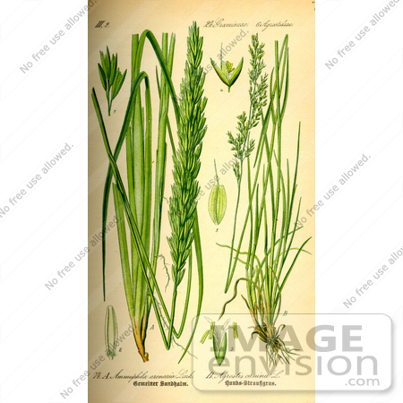 #13712 Picture of Marram Grass, Beach Grass (Ammophila arenaria) by JVPD