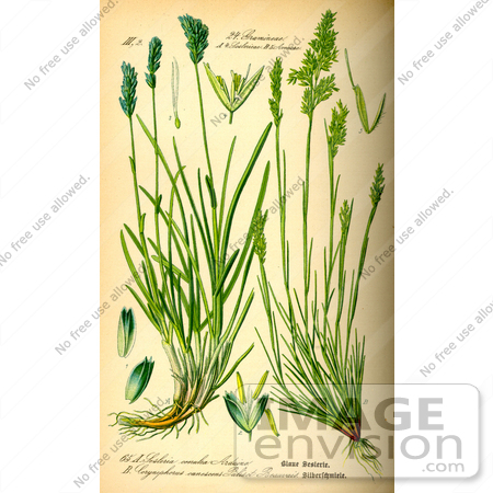 #13716 Picture of Sesleria Albicans Grasses by JVPD