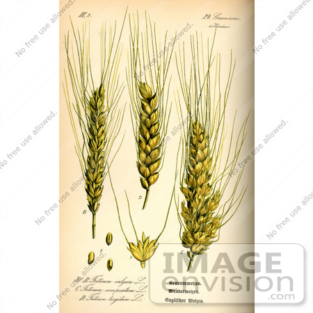 #13723 Picture of Common Wheat (Triticum aestivum) by JVPD