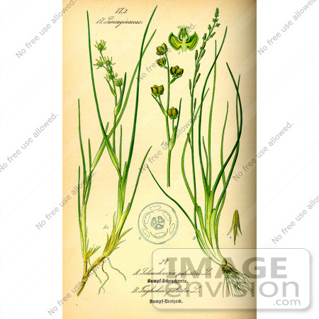 #13727 Picture of Aquatic Plants (Juncaginaceae) by JVPD