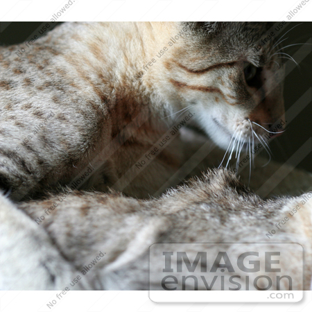 #13750 Picture of a Male Kitten After Biting a Female’s Neck, Trying to Mate or Play by Jamie Voetsch