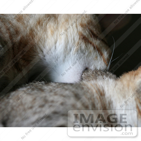 #13752 Picture of a Male Kitten Biting a Female’s Neck, Trying to Mate or Play by Jamie Voetsch