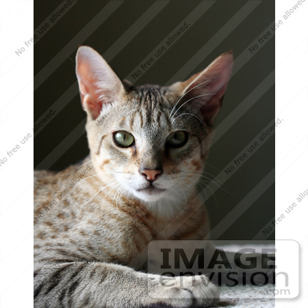 #13753 Picture of a 5 Month Old Male Savannah Kitten by Jamie Voetsch