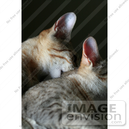 #13754 Picture of a Male Kitten Biting a Female’s Neck, Trying to Mate or Play by Jamie Voetsch