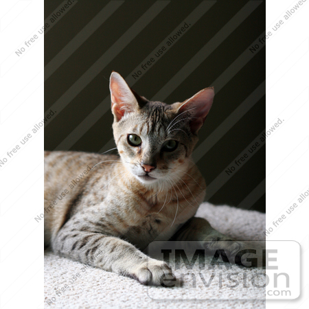 #13755 Picture of a 5 Month Old Male F4 Savannah Kitten by Jamie Voetsch