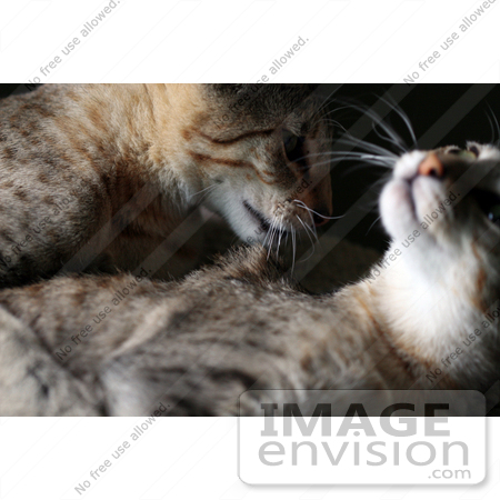 #13756 Picture of a Male Kitten After Biting a Female’s Neck, Trying to Mate or Play by Jamie Voetsch