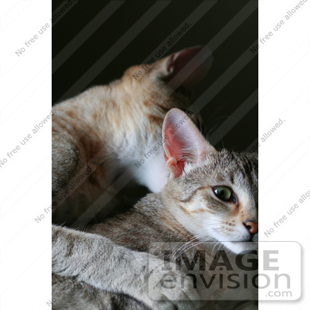 #13758 Picture of a Male Kitten Biting a Female’s Neck, Trying to Mate or Play by Jamie Voetsch