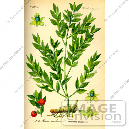 #13788 Picture of Butcher’s Broom (Ruscus aculeatus) by JVPD