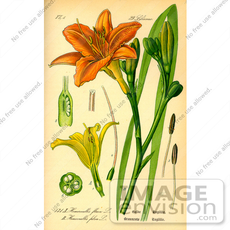 #13795 Picture of Orange Daylily, Tawny Daylily, Tiger Lily, Ditch Lily (Hemerocallis fulva) by JVPD