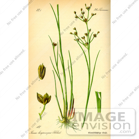 #13796 Picture of Jointleaf Rush (Juncus articulatus) by JVPD