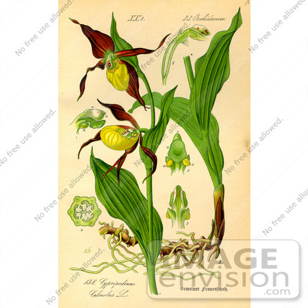 #13798 Picture of Lady’s Slipper Orchid Flowers (Cypripedium calceolus) by JVPD