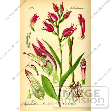#13799 Picture of Red Helleborine Flowers (Cephalanthera rubra) by JVPD