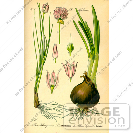 #13802 Picture of Chives (Allium schoenoprasum) by JVPD