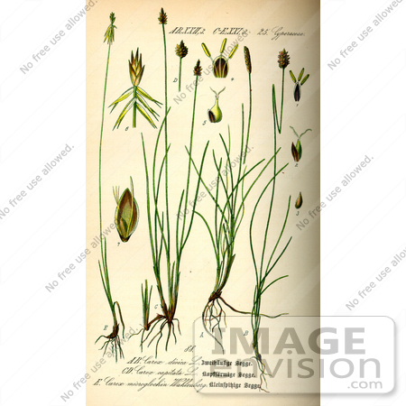 #13807 Picture of Sedges (Carex microglochin) by JVPD