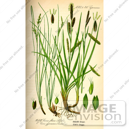 #13808 Picture of Carex Gynomane Sedges by JVPD