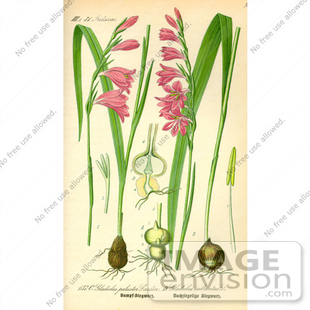 #13809 Picture of Sword Lilies, Gladioli (Gladiolus palustris) by JVPD