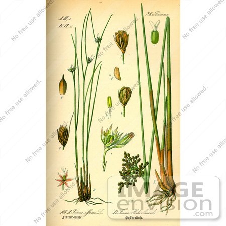 #13816 Picture of Juncus hostii by JVPD