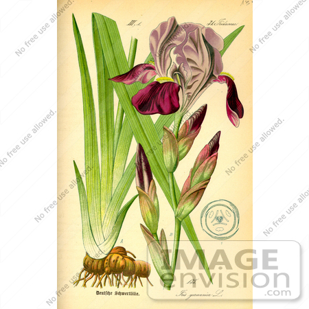 #13817 Picture of German Iris (Iris germanica) by JVPD