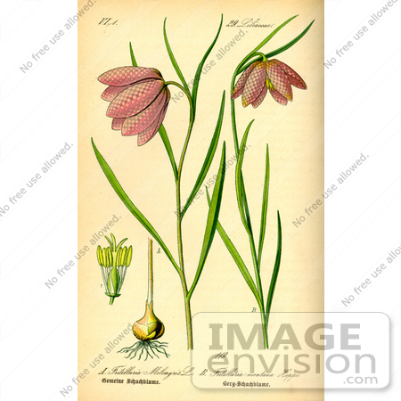 #13822 Picture of Fritillary Flowers (Fritillaria montana) by JVPD
