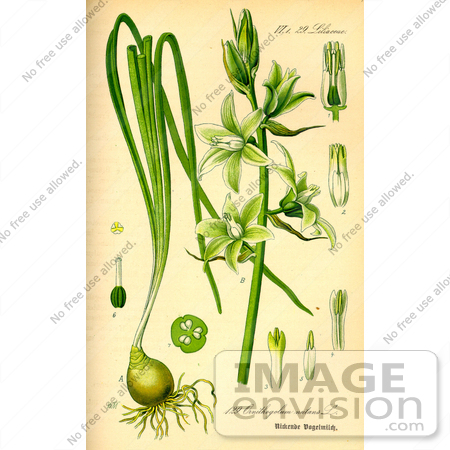 #13825 Picture of Star of Bethlehem Flowers (Ornithogalum nutans) by JVPD