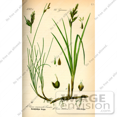 #13844 Picture of Carex Mucronata Sedges by JVPD