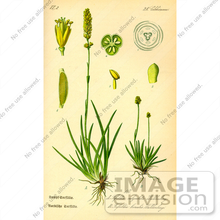 #13845 Picture of Alpine Asphodel (Tofieldia calyculata) by JVPD