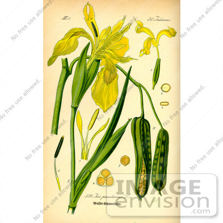 #13846 Picture of Yellow Flag Iris (Iris pseudacorus) by JVPD