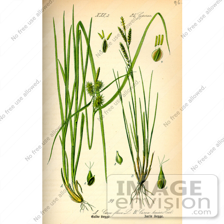 #13847 Picture of Carex Brachystachys Sedges by JVPD