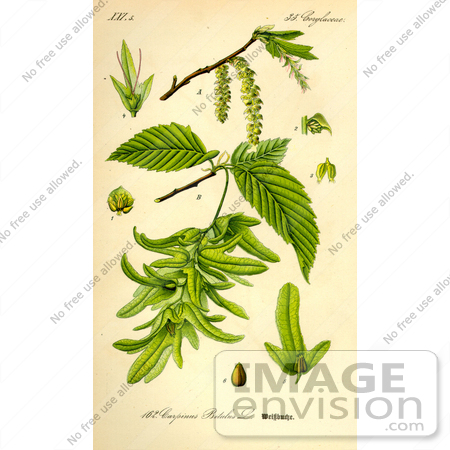 #13855 Picture of European Hornbeam, Common Hornbeam (Carpinus betulus) by JVPD