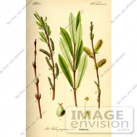 #13860 Picture of Purple Willow, Purple Osier (Salix purpurea) by JVPD