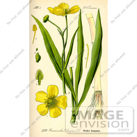#13872 Picture of Greater Spearwort (Ranunculus lingua) by JVPD