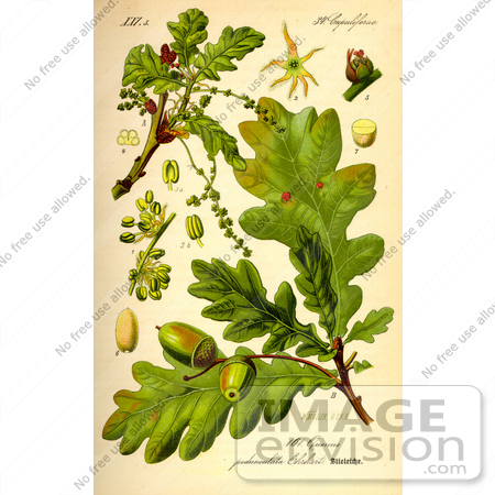 #13879 Picture of Quercus Pedunculata Oak Parts by JVPD