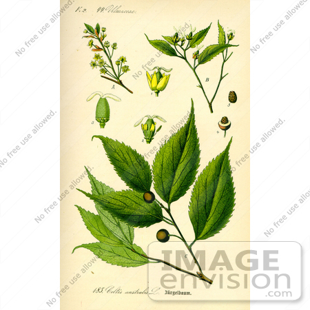 #13883 Picture of European Nettle, European Hackberry, Lote tree (Celtis australis) by JVPD