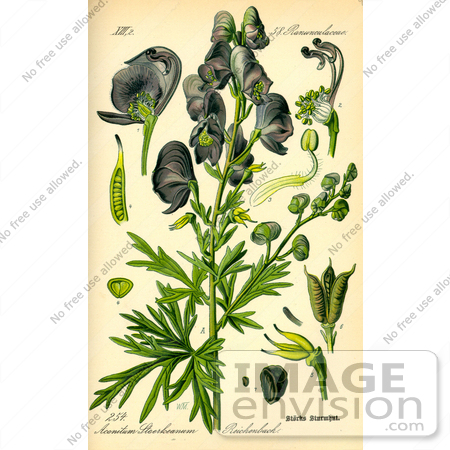 #13884 Picture of Common Monkshood (Aconitum napellus) by JVPD