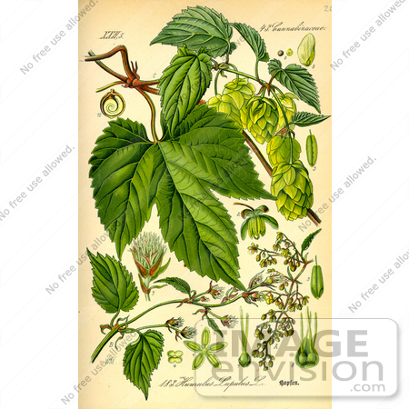 #13886 Picture of Common Hop (Humulus lupulus) by JVPD
