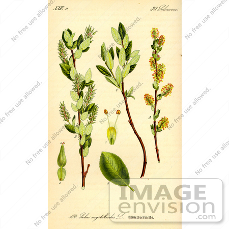 #13888 Picture of Salix Breviserrata Willow by JVPD