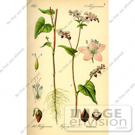 #13892 Picture of Buckwheat (Fagopyrum esculentum) by JVPD