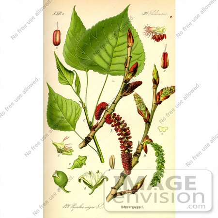 #13893 Picture of Black Poplar (Populus nigra) by JVPD