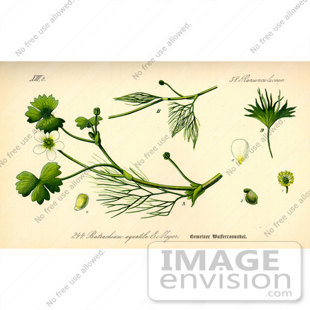 #13895 Picture of Common Water Crowfoot (Ranunculus aquatilis) by JVPD