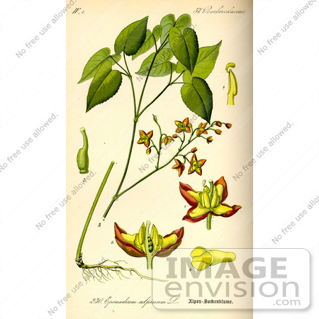 #13896 Picture of Alpine Barrenwort (Epimedium alpinum) by JVPD