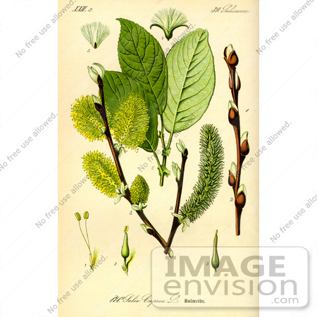 #13897 Picture of Goat Willow, Pussy Willow, Great Sallow (Salix caprea) by JVPD