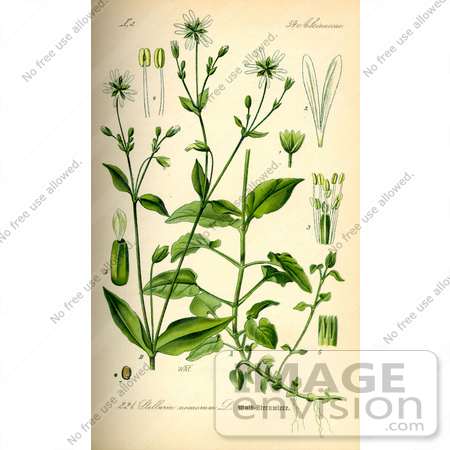 #13898 Picture of Wood Stitchwort (Stellaria nemorum) by JVPD