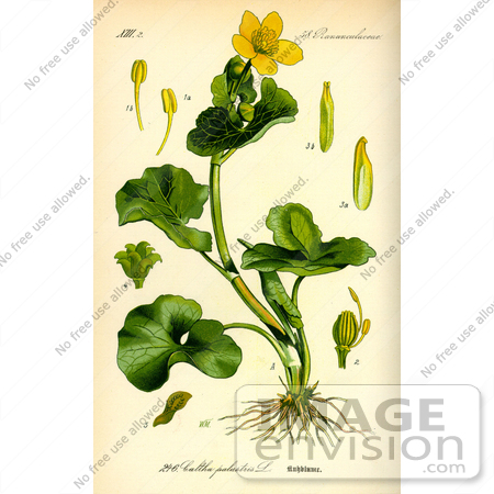 #13906 Picture of Kingcup or Marsh Marigold (Caltha palustris) by JVPD
