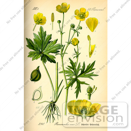 #13909 Picture of Meadow Buttercup, Tall Buttercup (Ranunculus acris) by JVPD