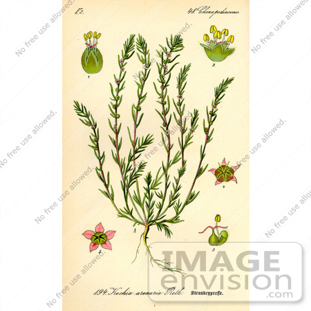 #13918 Picture of Bassia Laniflora Plants by JVPD