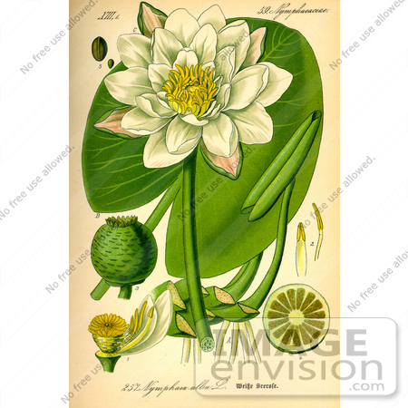 #13922 Picture of European White Waterlily, White Lotus (Nymphaea alba) by JVPD