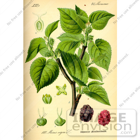 #13932 Picture of Black Mulberry (Morus nigra) by JVPD