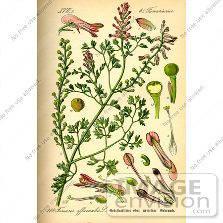 #13949 Picture of Common Fumitory, Earth smoke Flowers (Fumaria officinalis) by JVPD